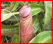 Министерство окружающей среды Камбоджи разместило в Фейсбуке призыв к населению прекратить срывать редкое плотоядное растение, похожее на пенис (фото)