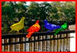 Мэр Омска Шелест увидел в разноцветных фигурах голубей на набережной гей-пропаганду (фото)